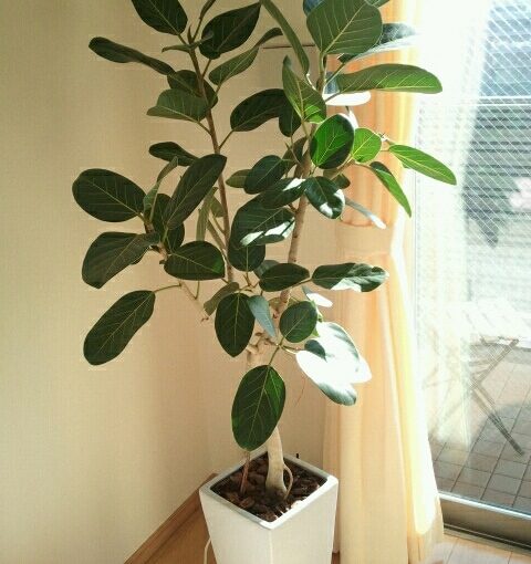 居家風水財位放什麼？選這些財位擺設／植物招財又好看